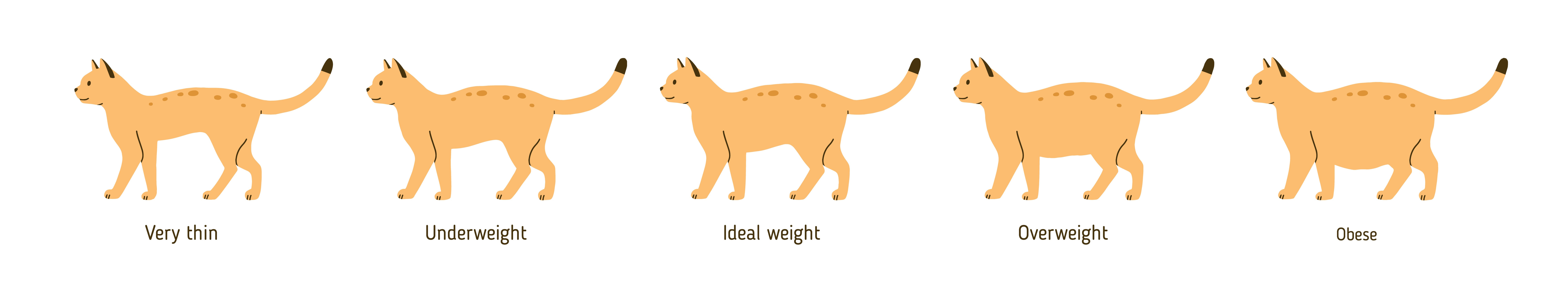 Overweight cat chart, Rockland County Vet 