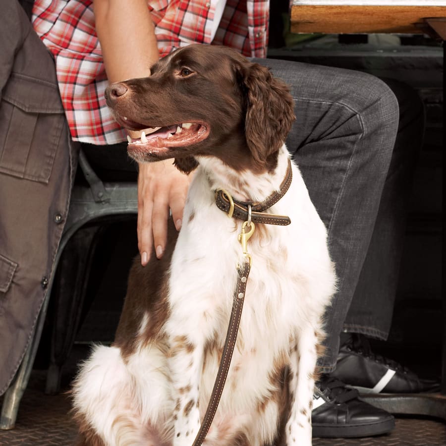 Dental Care, Rockland County Vet