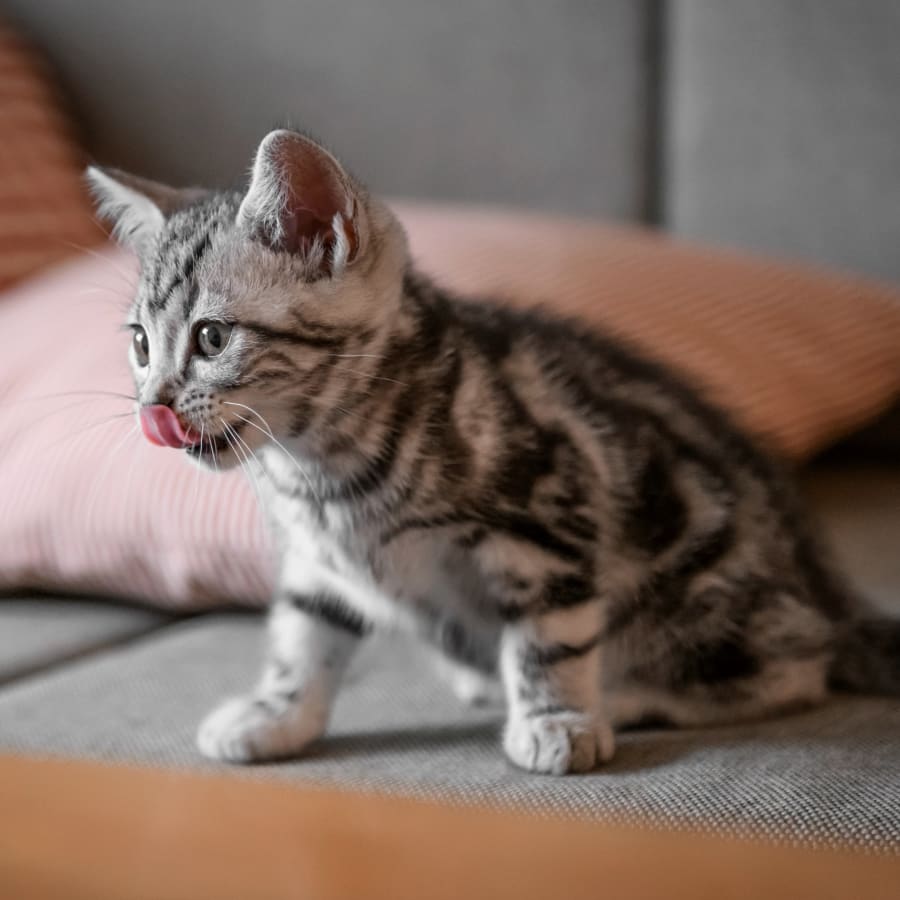 Puppies & Kittens, Rockland County Veterinarians