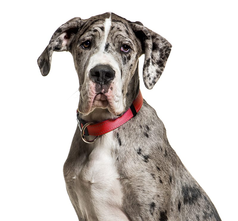 Giant Dogs, Rockland Veterinary