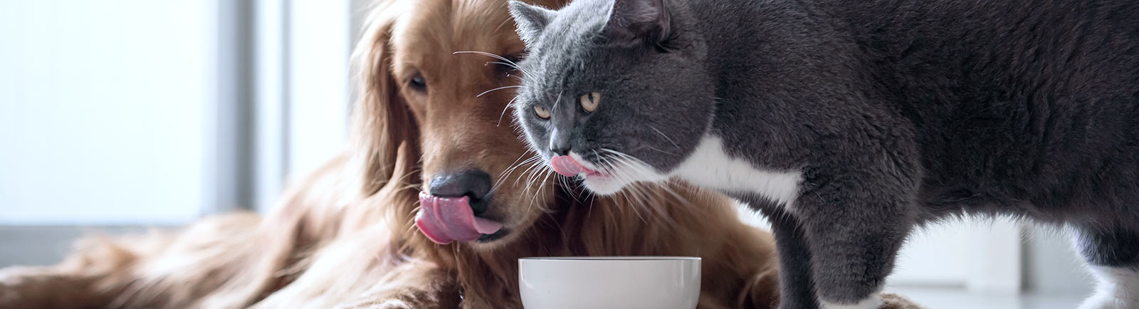 Help a cat with a cold hotsell
